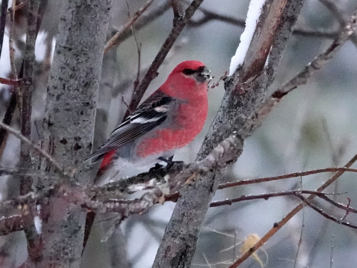 Hakengimpel - ML646382930