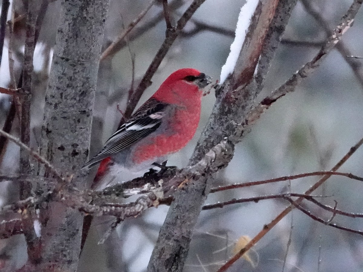 Hakengimpel - ML646382931