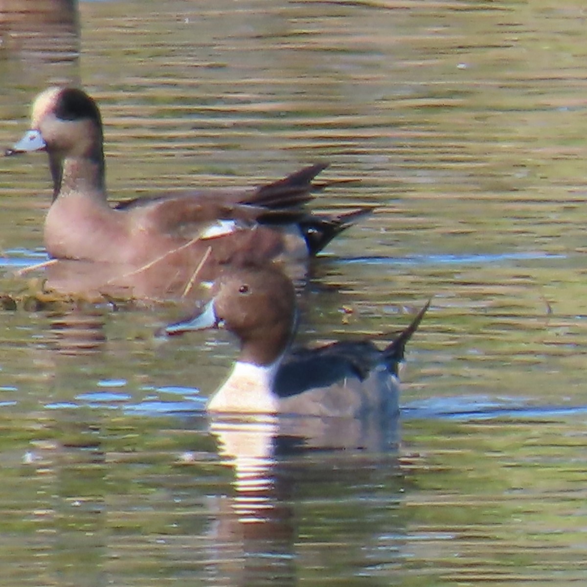 Northern Pintail - ML646382932
