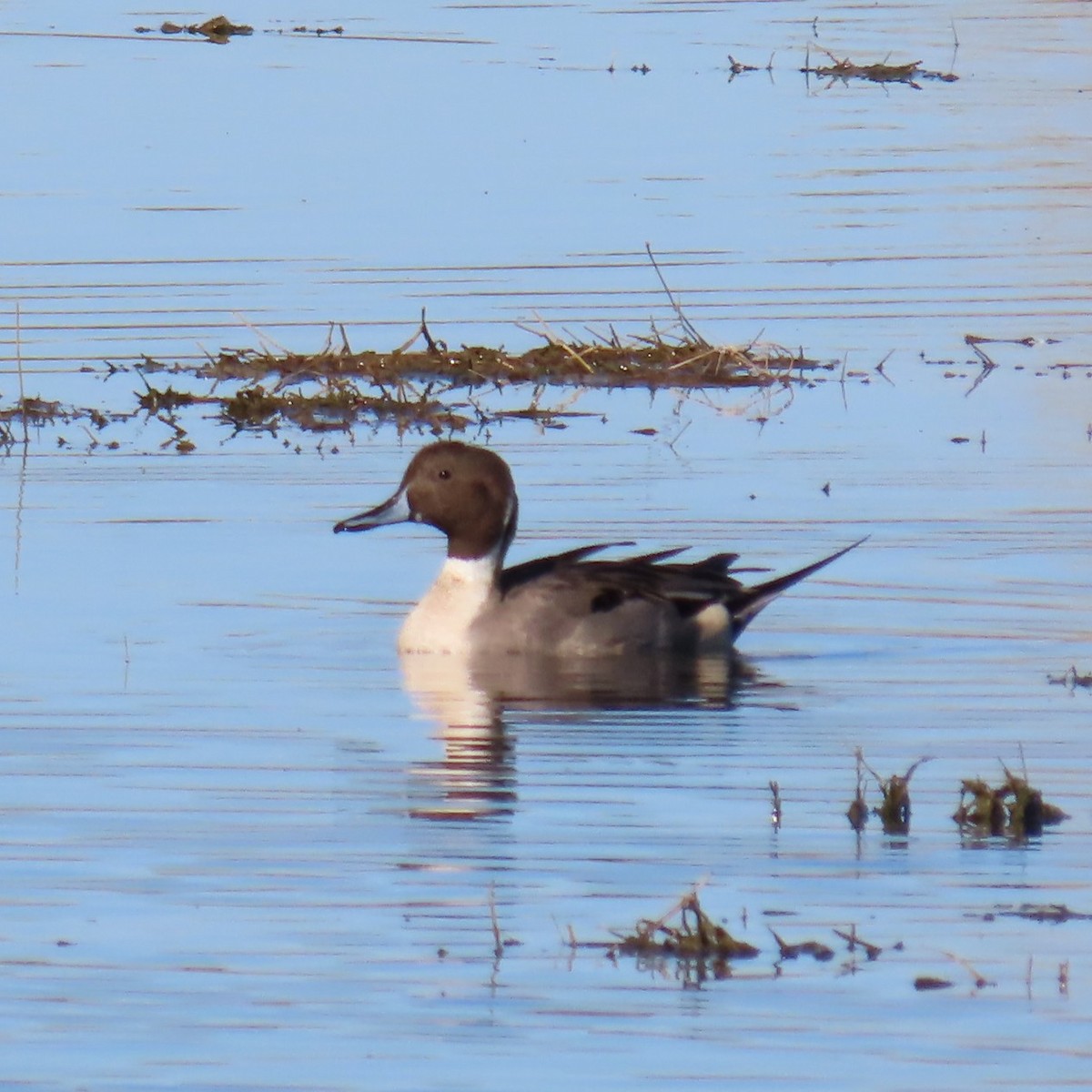 stjertand - ML646382933