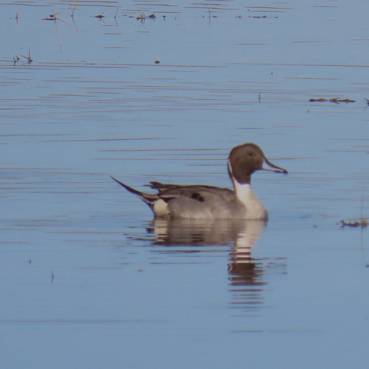 stjertand - ML646382934