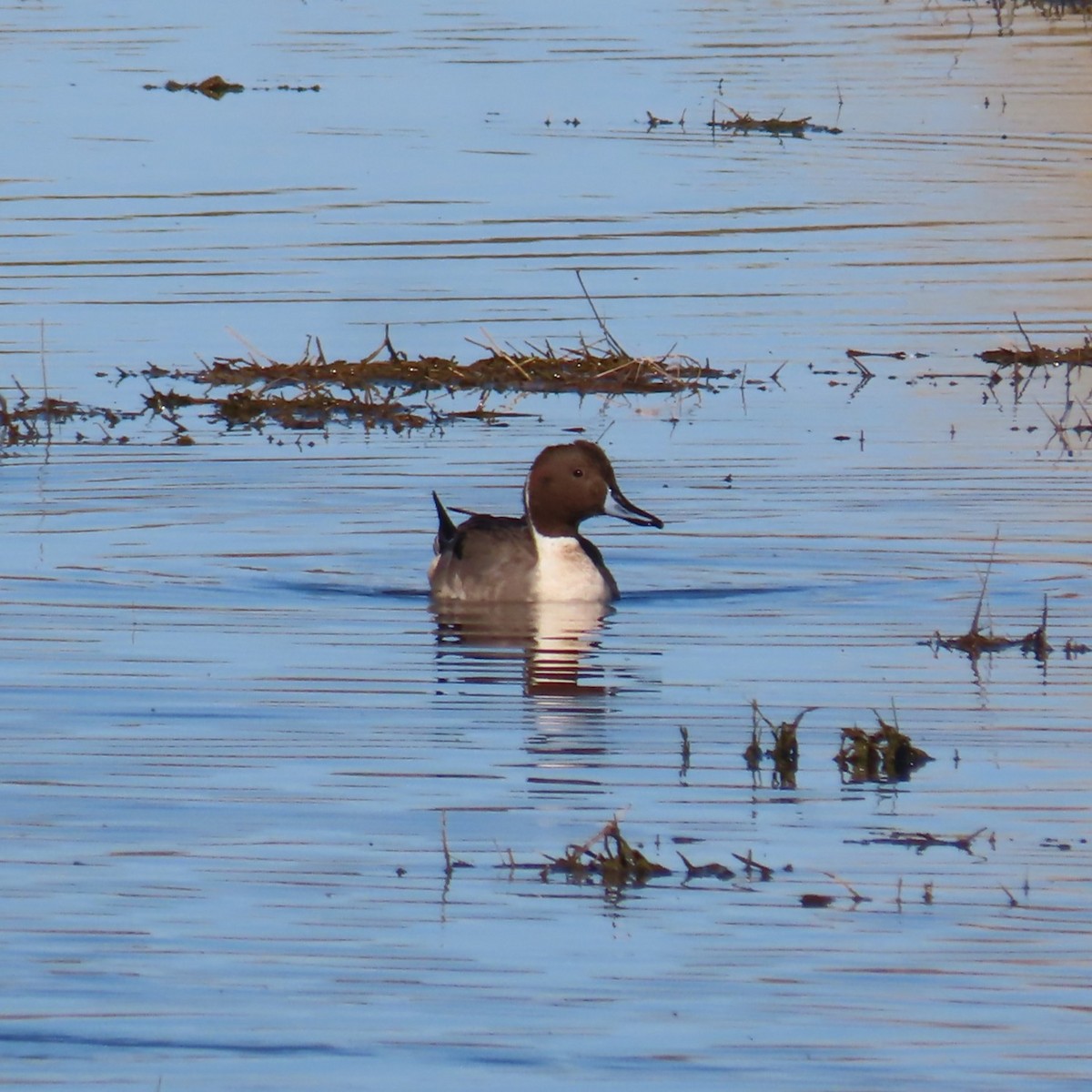 stjertand - ML646382935
