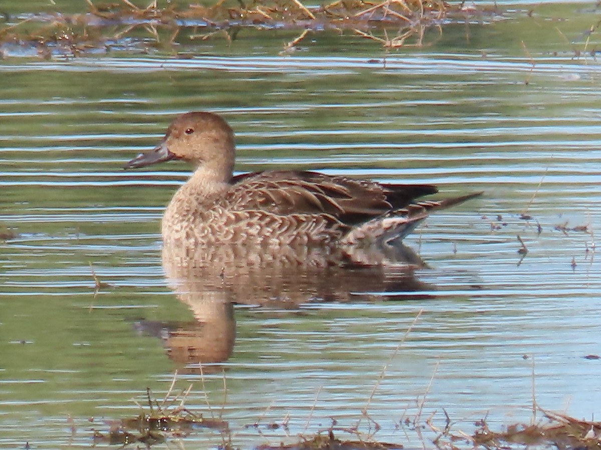 stjertand - ML646382936