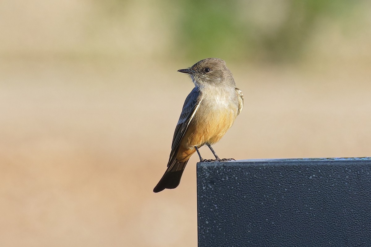 brunfibi - ML646382937