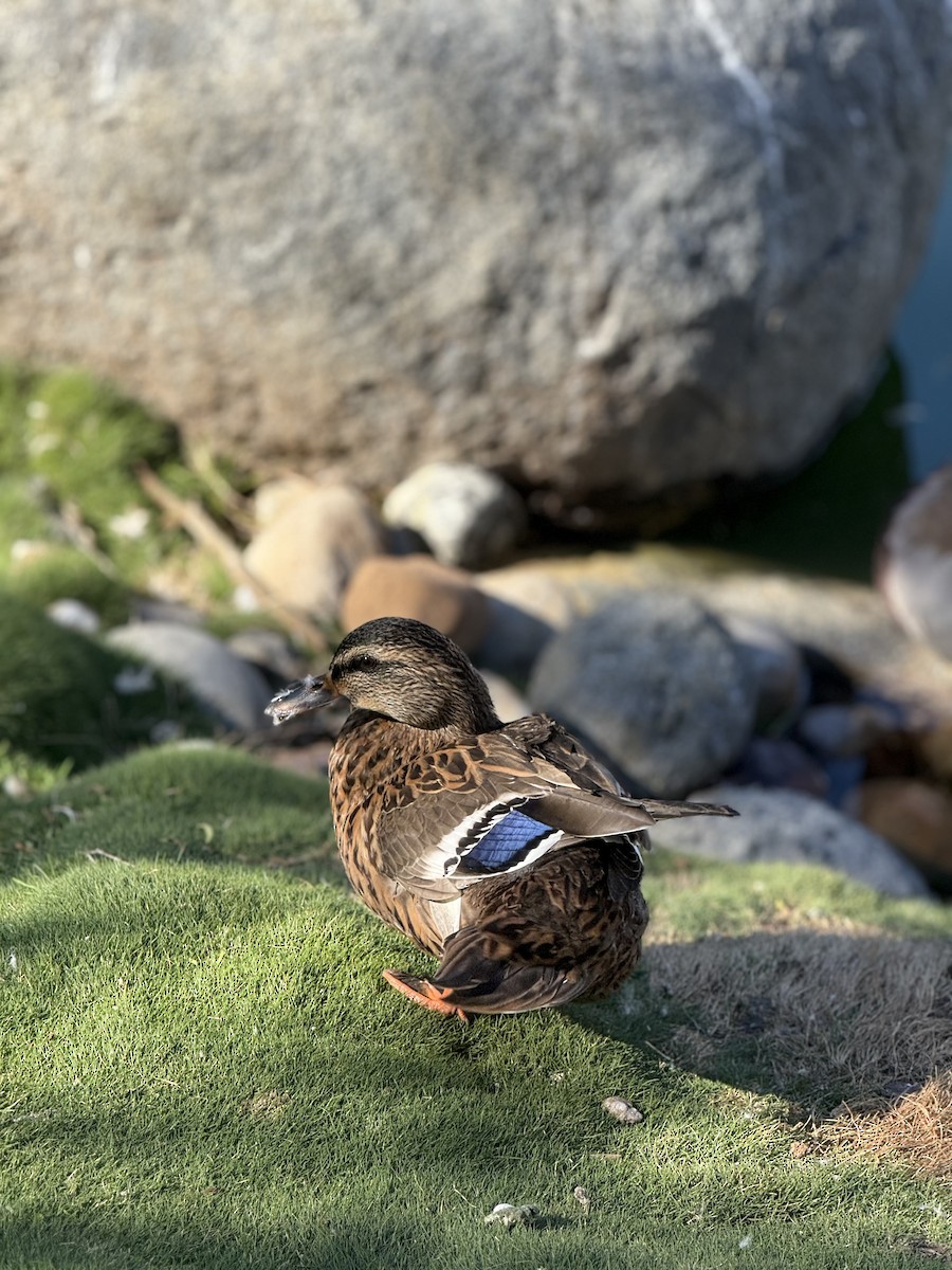 stokkand - ML646382939