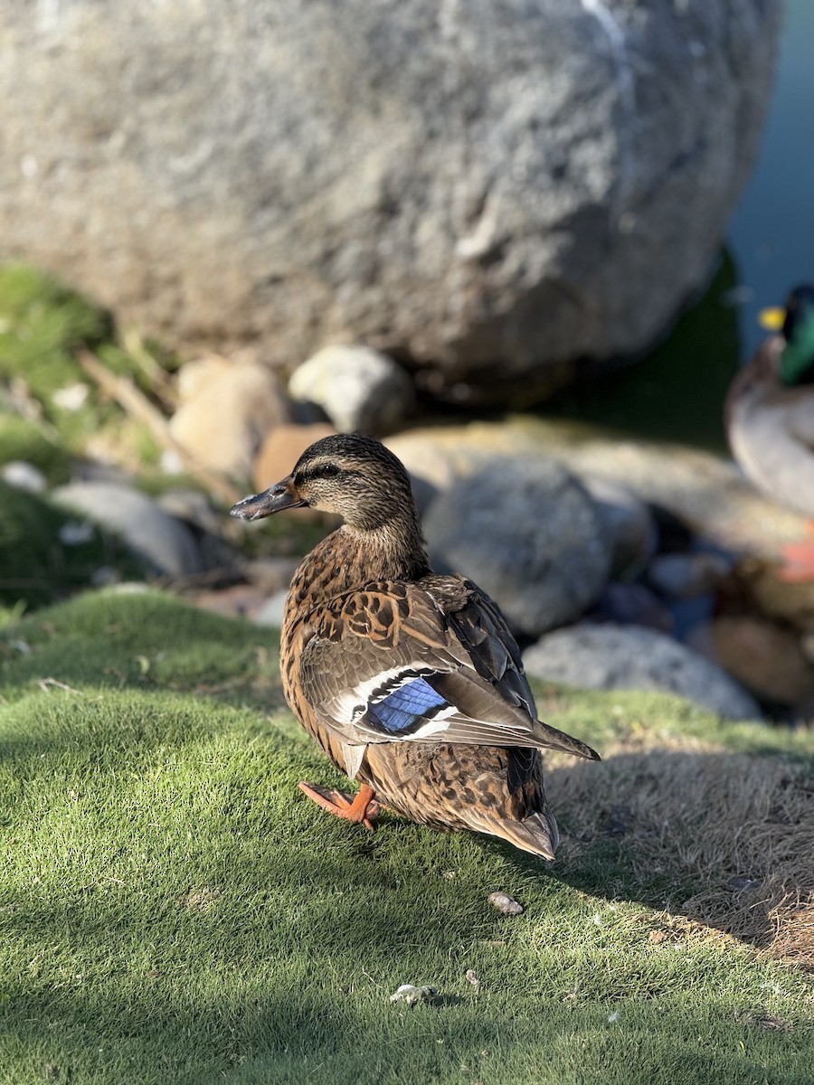 stokkand - ML646382940