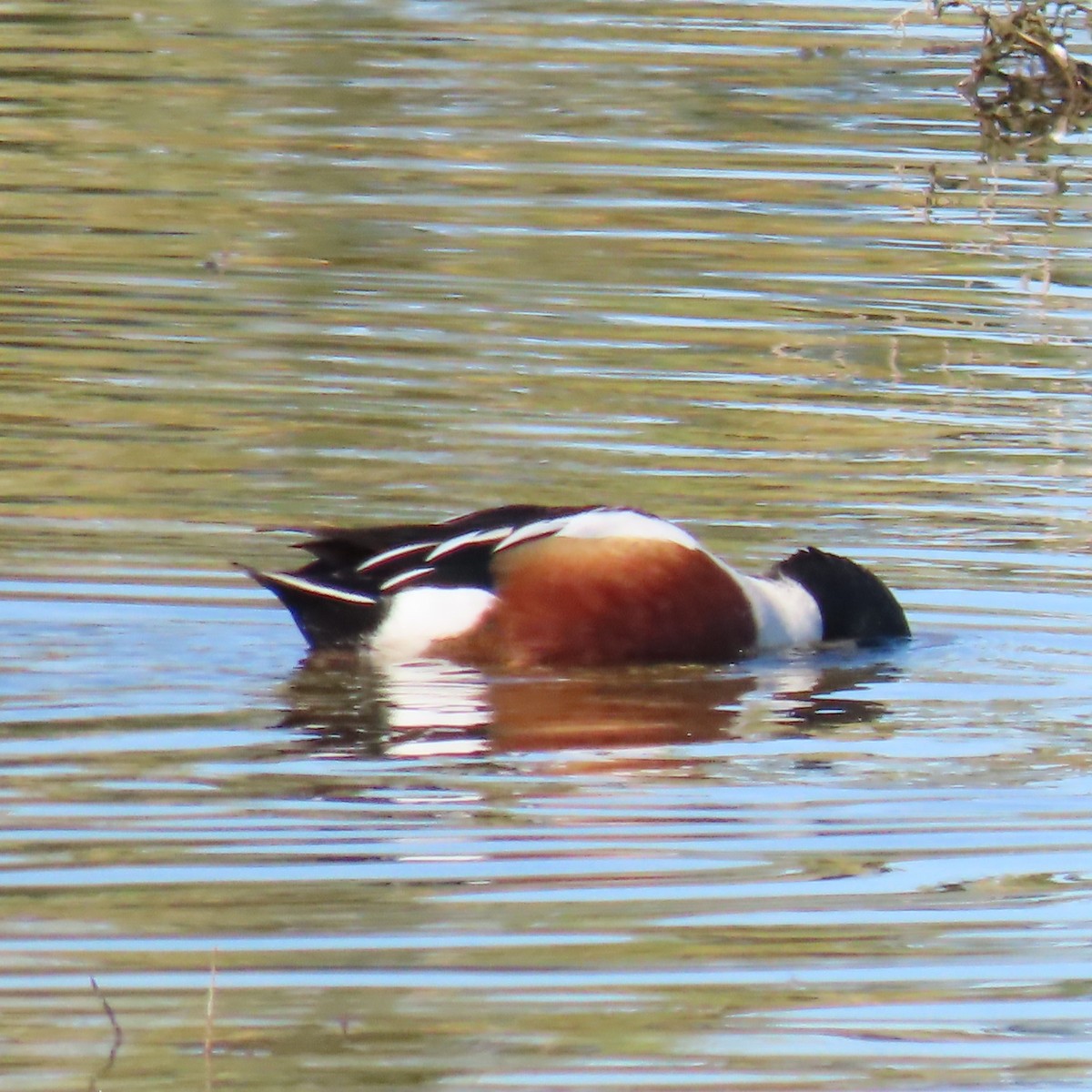 skjeand - ML646382942