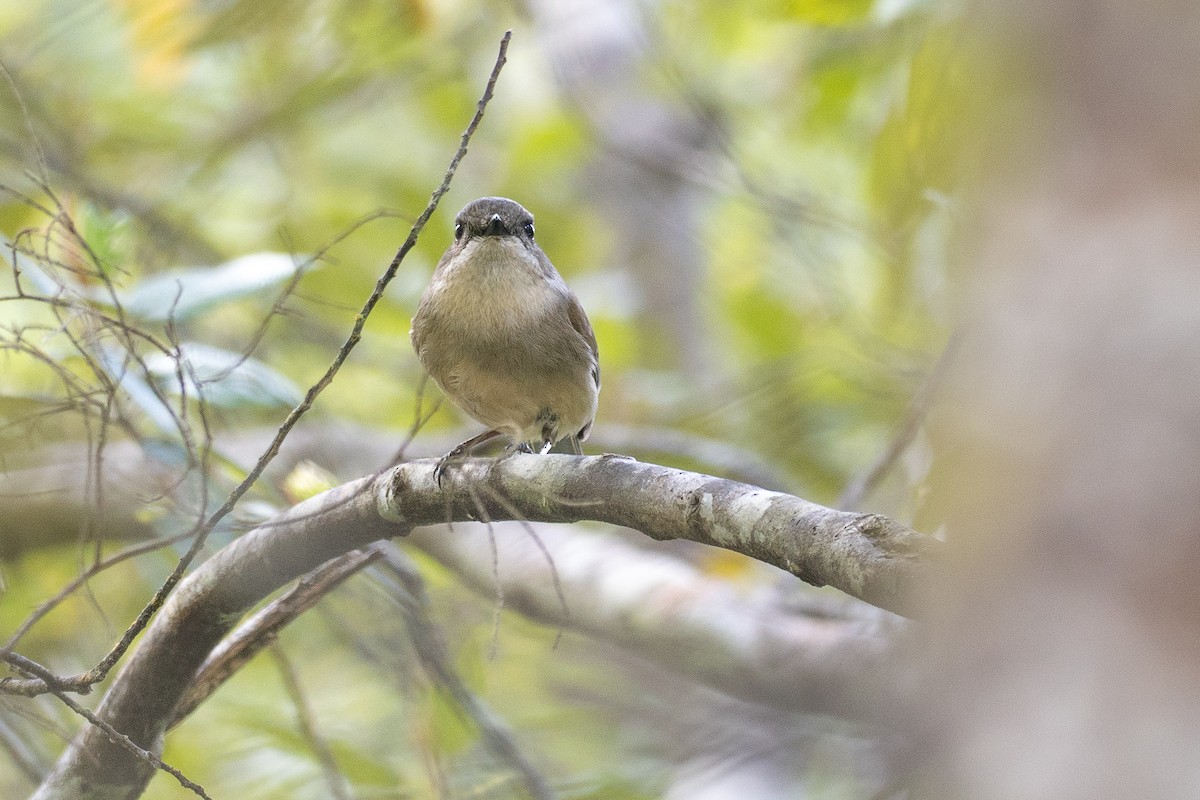 オリーブモズヒタキ - ML646382944