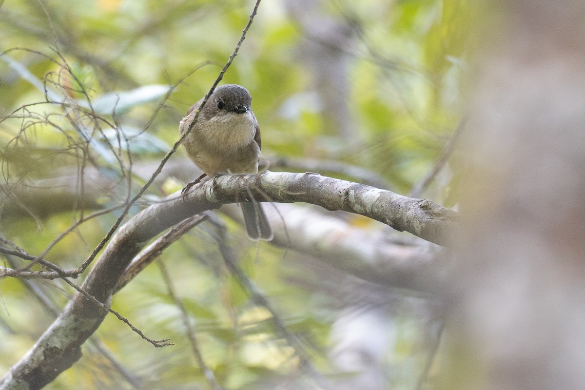 オリーブモズヒタキ - ML646382945