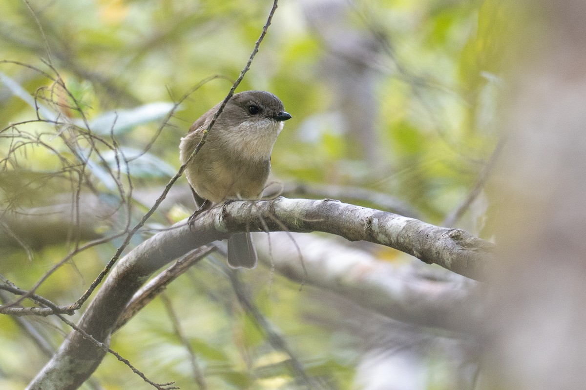 オリーブモズヒタキ - ML646382946