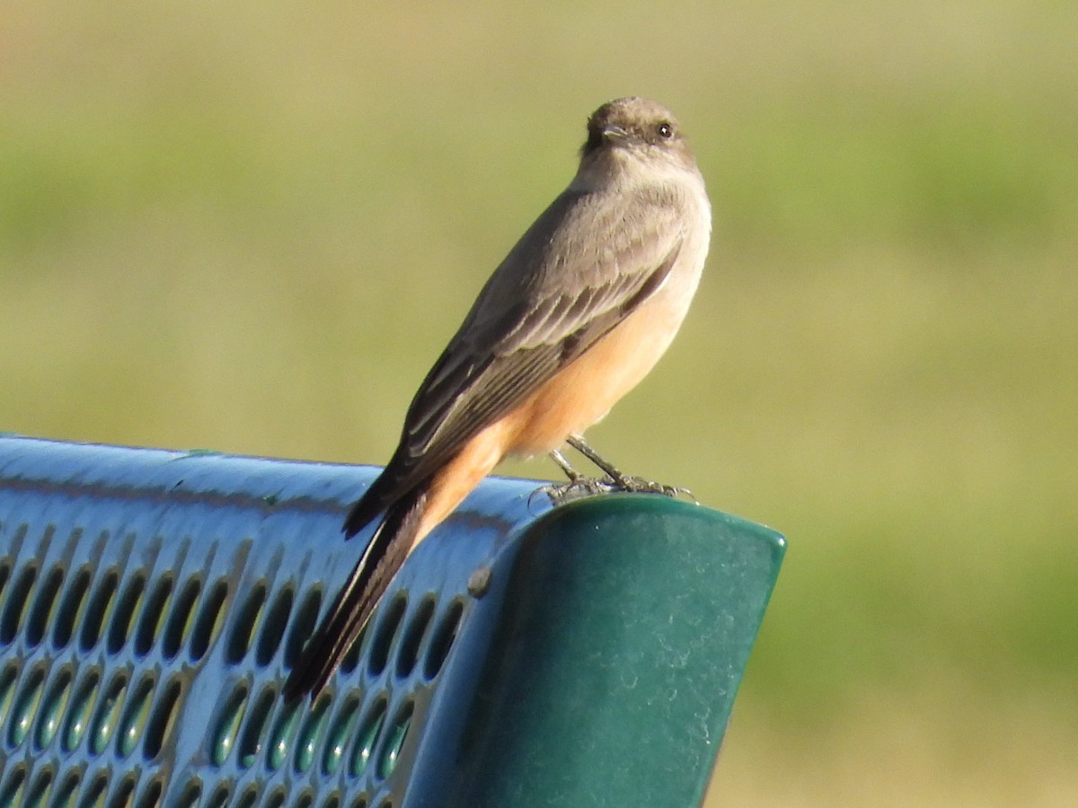 brunfibi - ML646382947