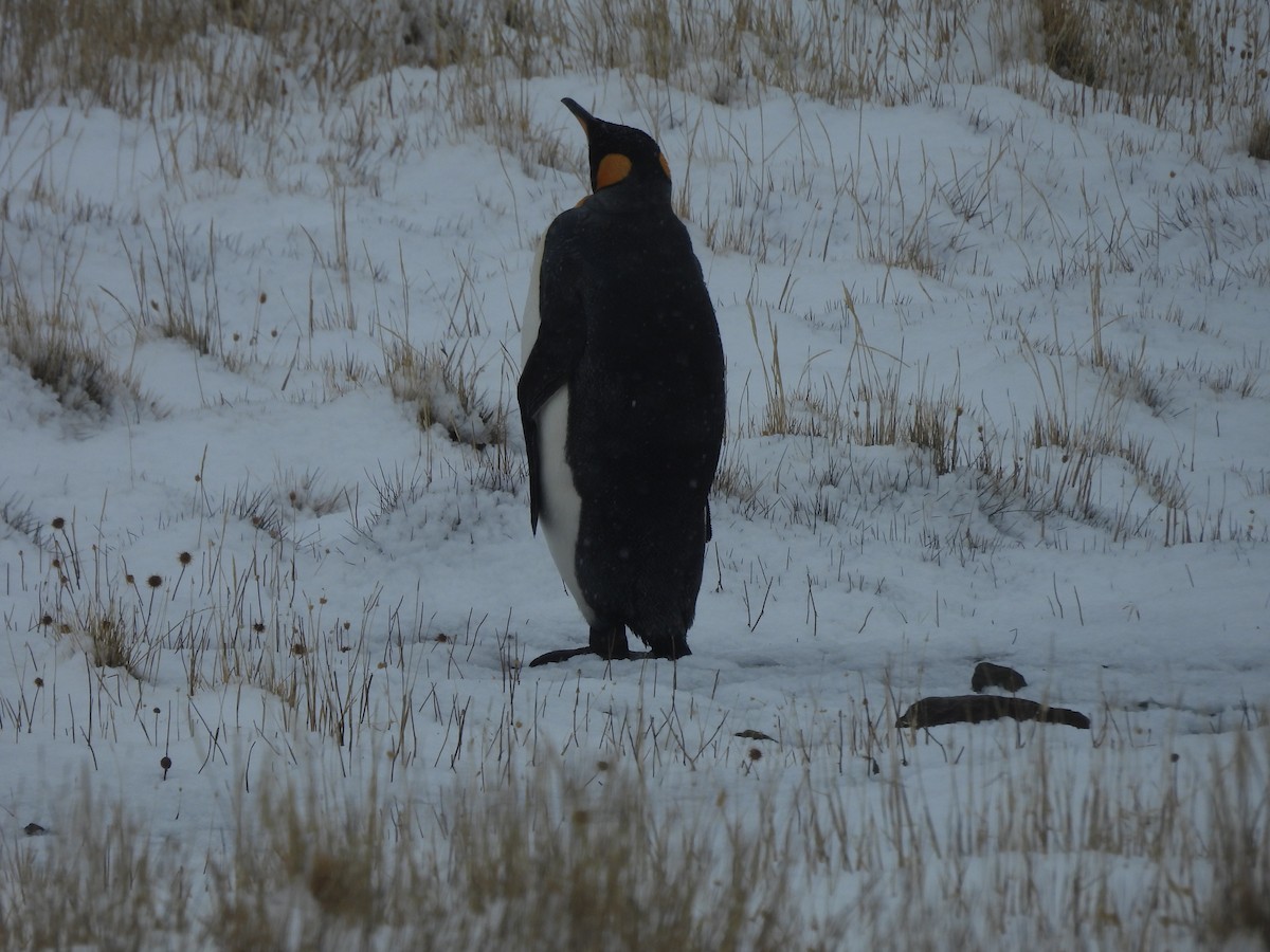 kongepingvin - ML646382948