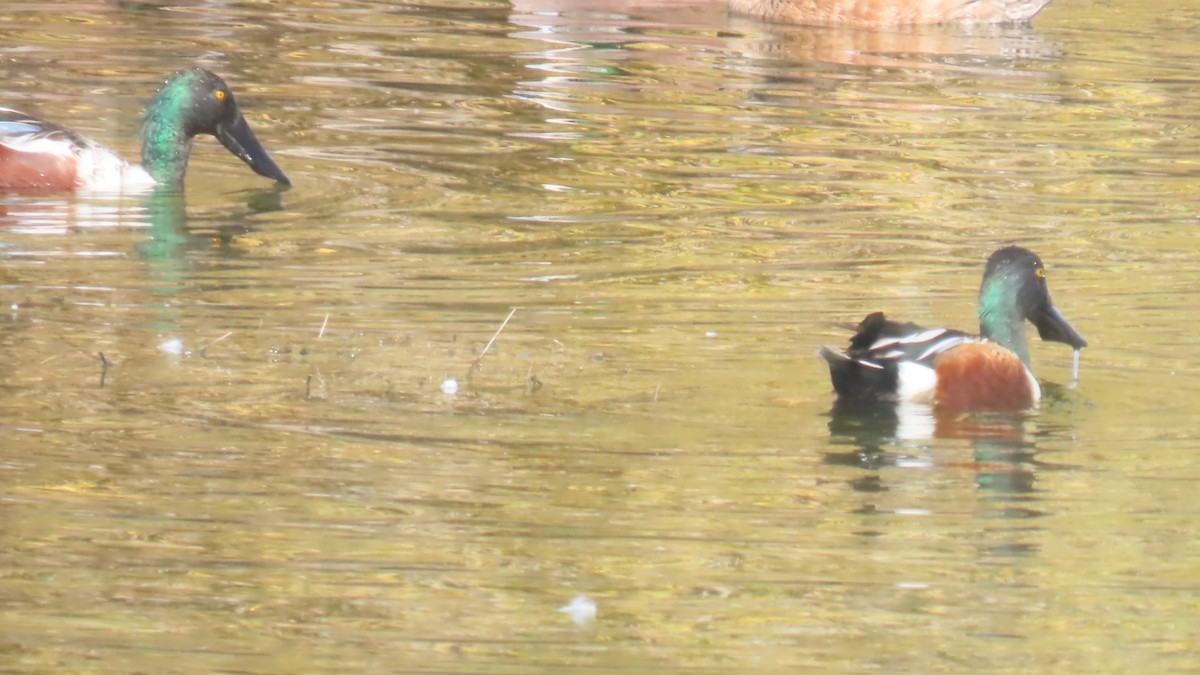 skjeand - ML646382949