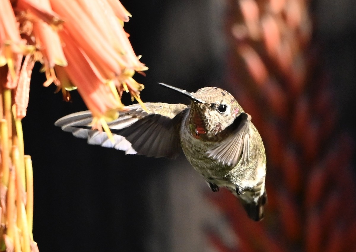 rødmaskekolibri - ML646382950