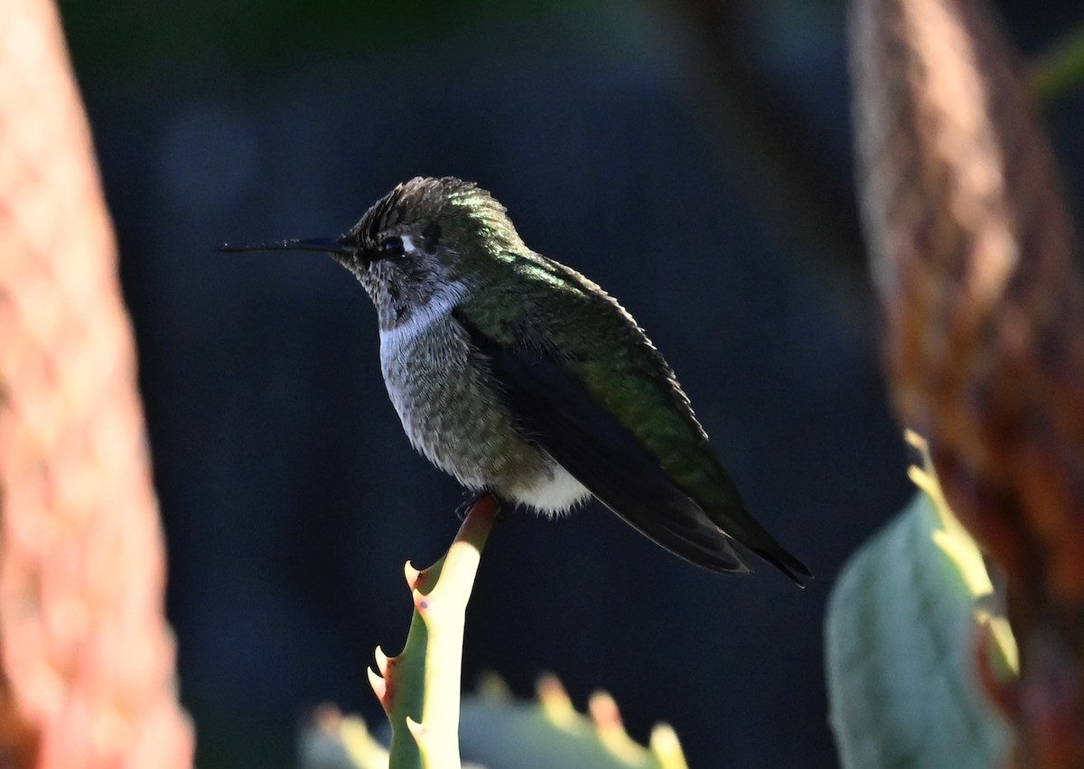 rødmaskekolibri - ML646382951