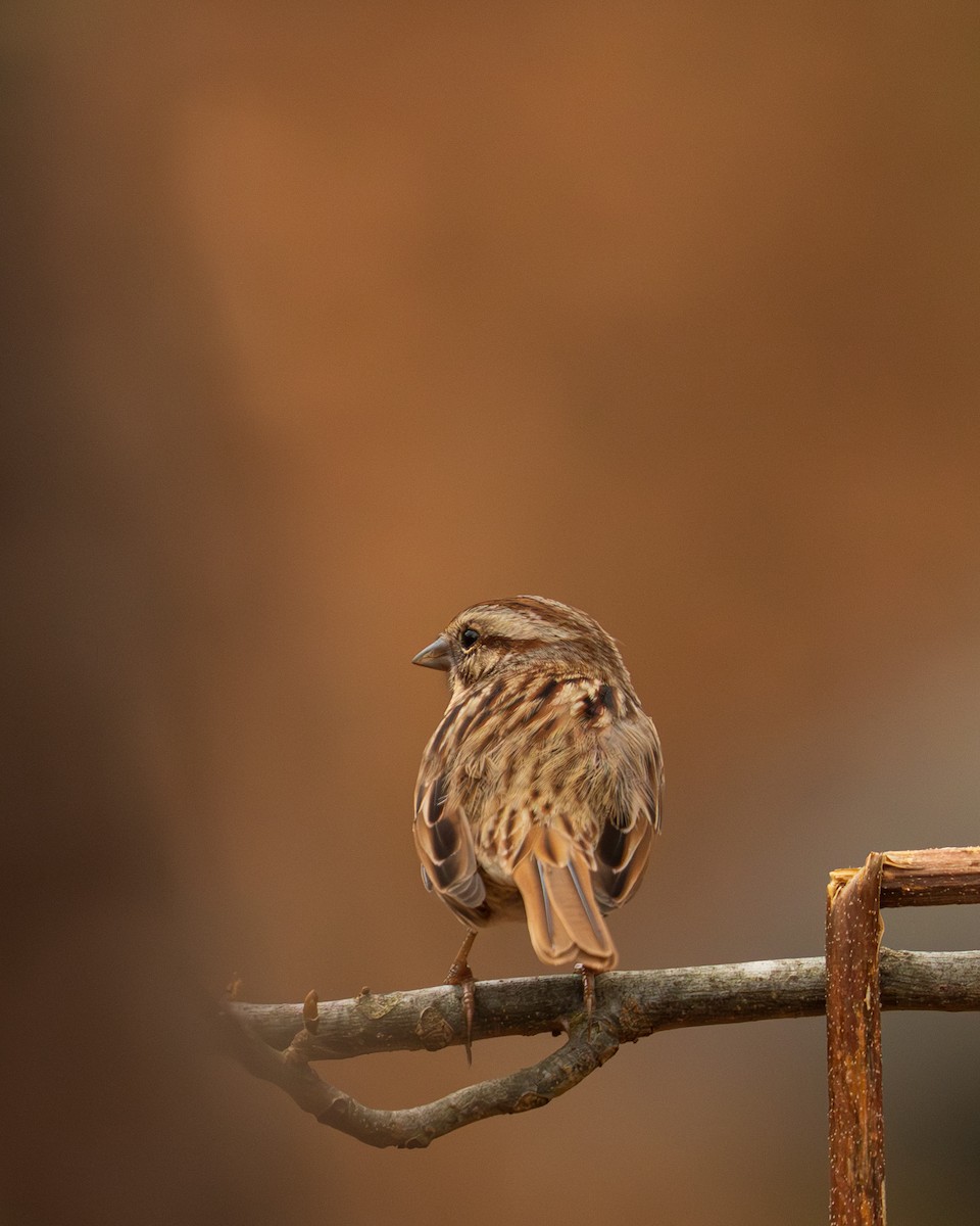 sangspurv - ML646382952