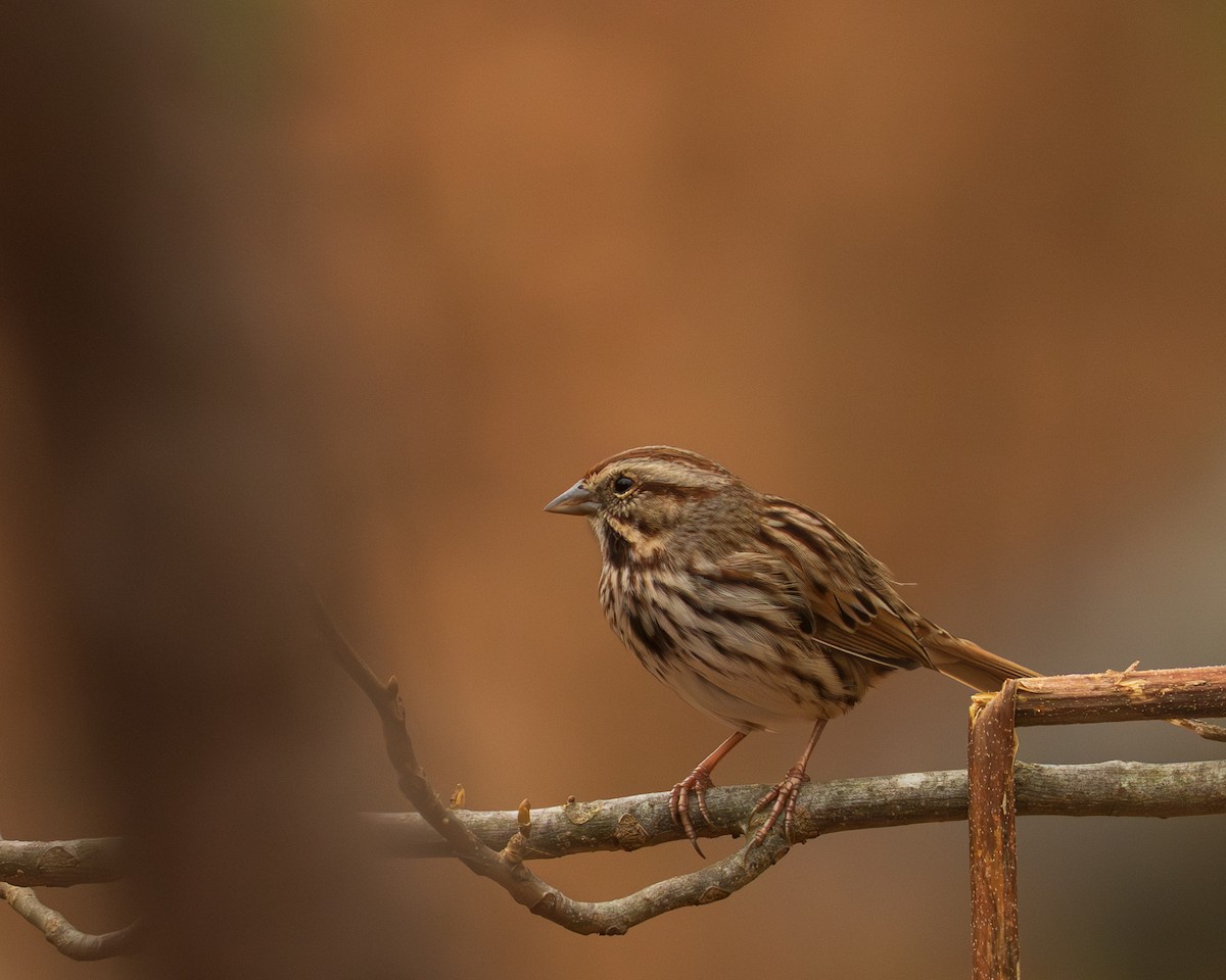 sangspurv - ML646382953