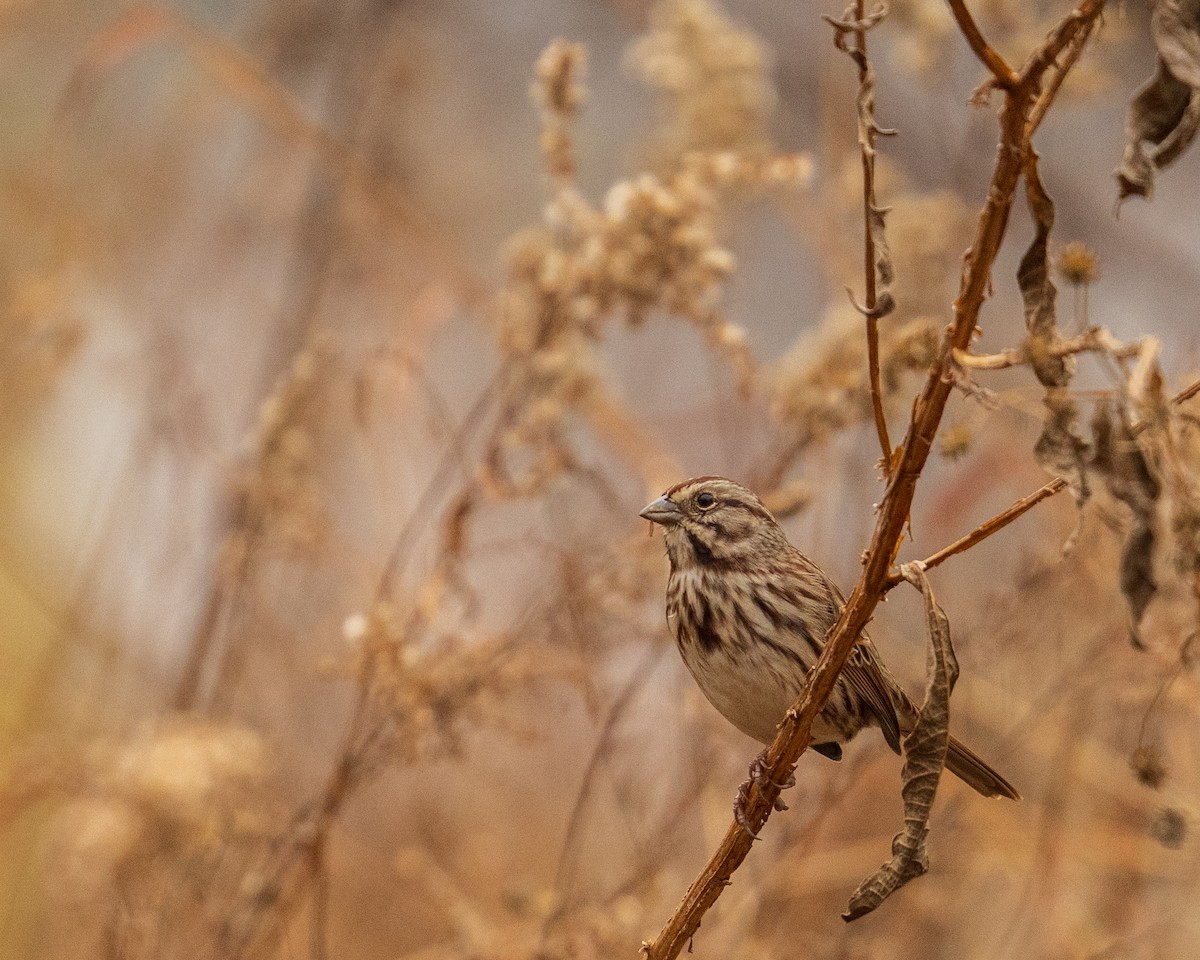 sangspurv - ML646382954