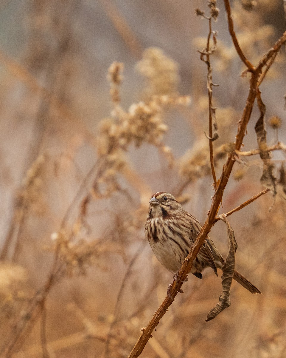 sangspurv - ML646382955