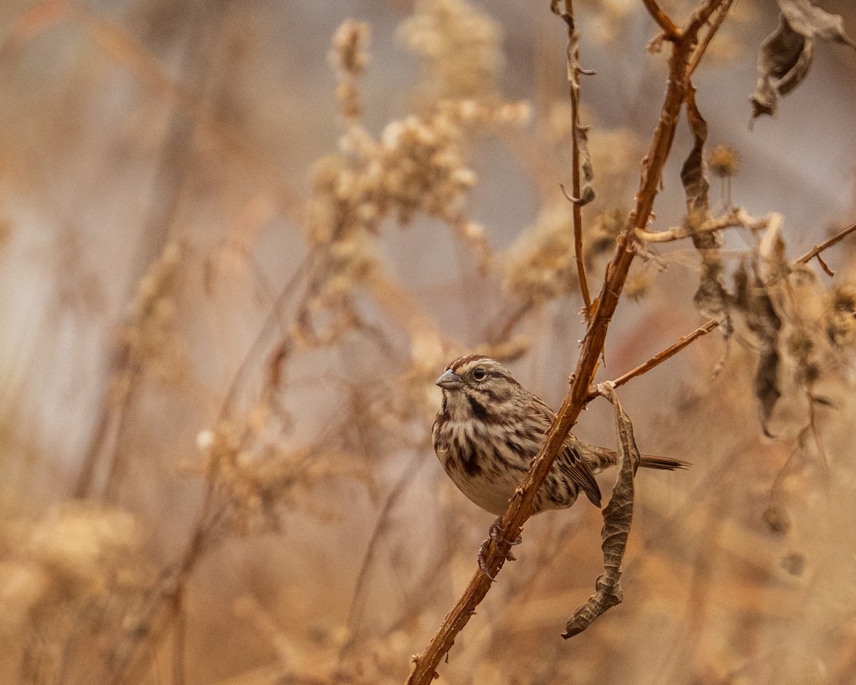 sangspurv - ML646382956