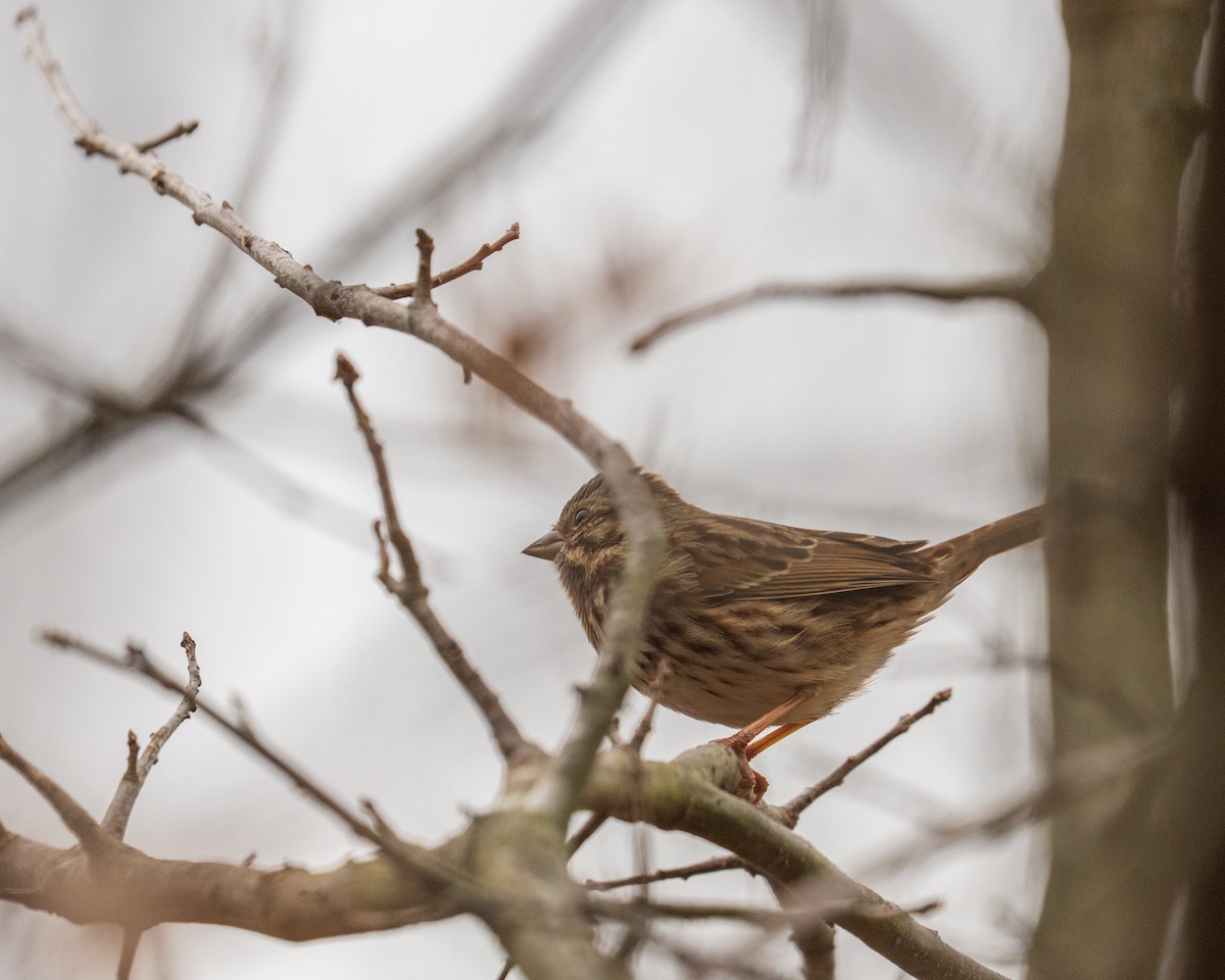 Song Sparrow - ML646382958