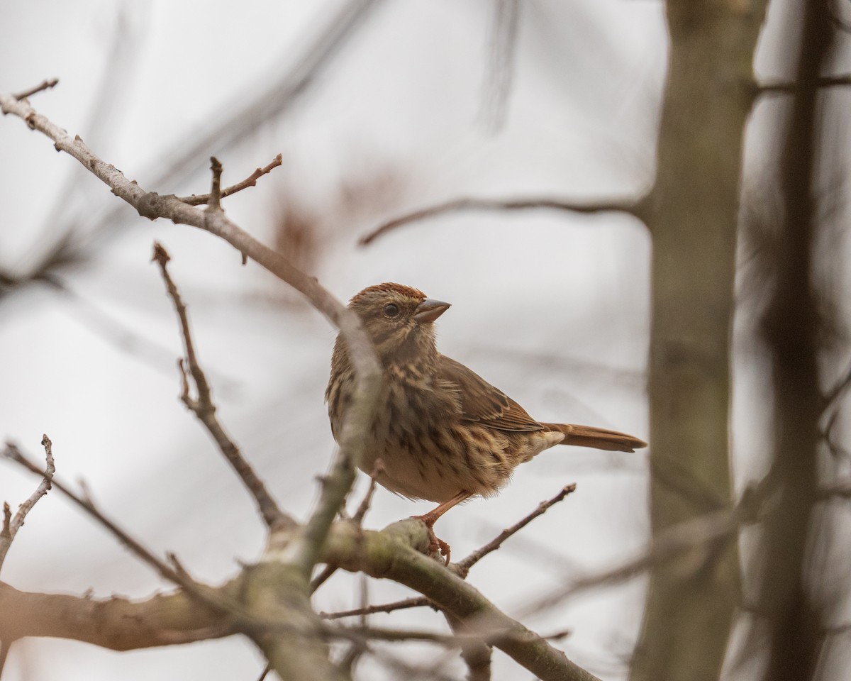 Song Sparrow - ML646382959