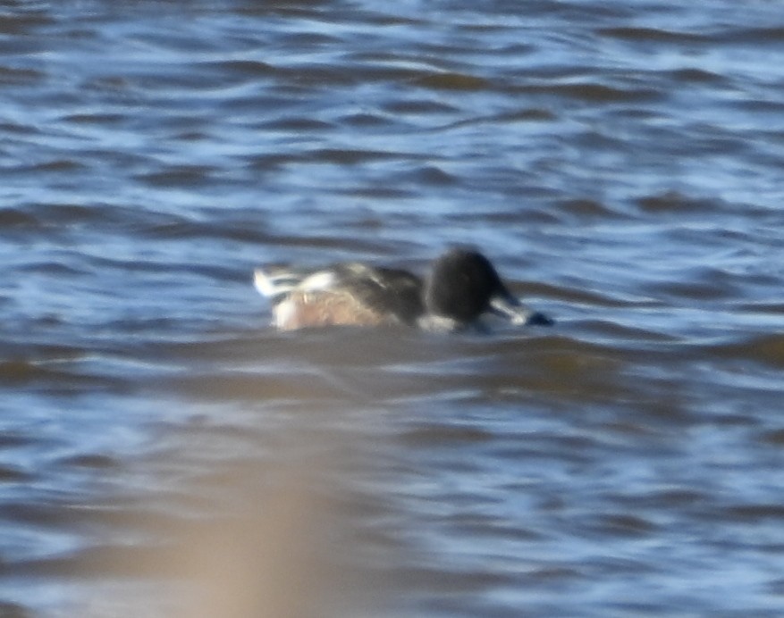 skjeand - ML646382960