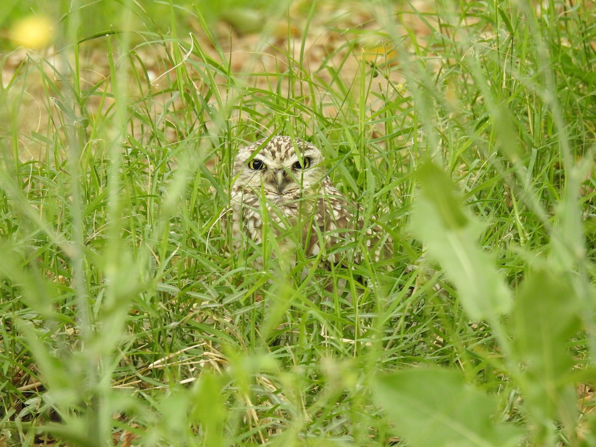 graveugle - ML646382961