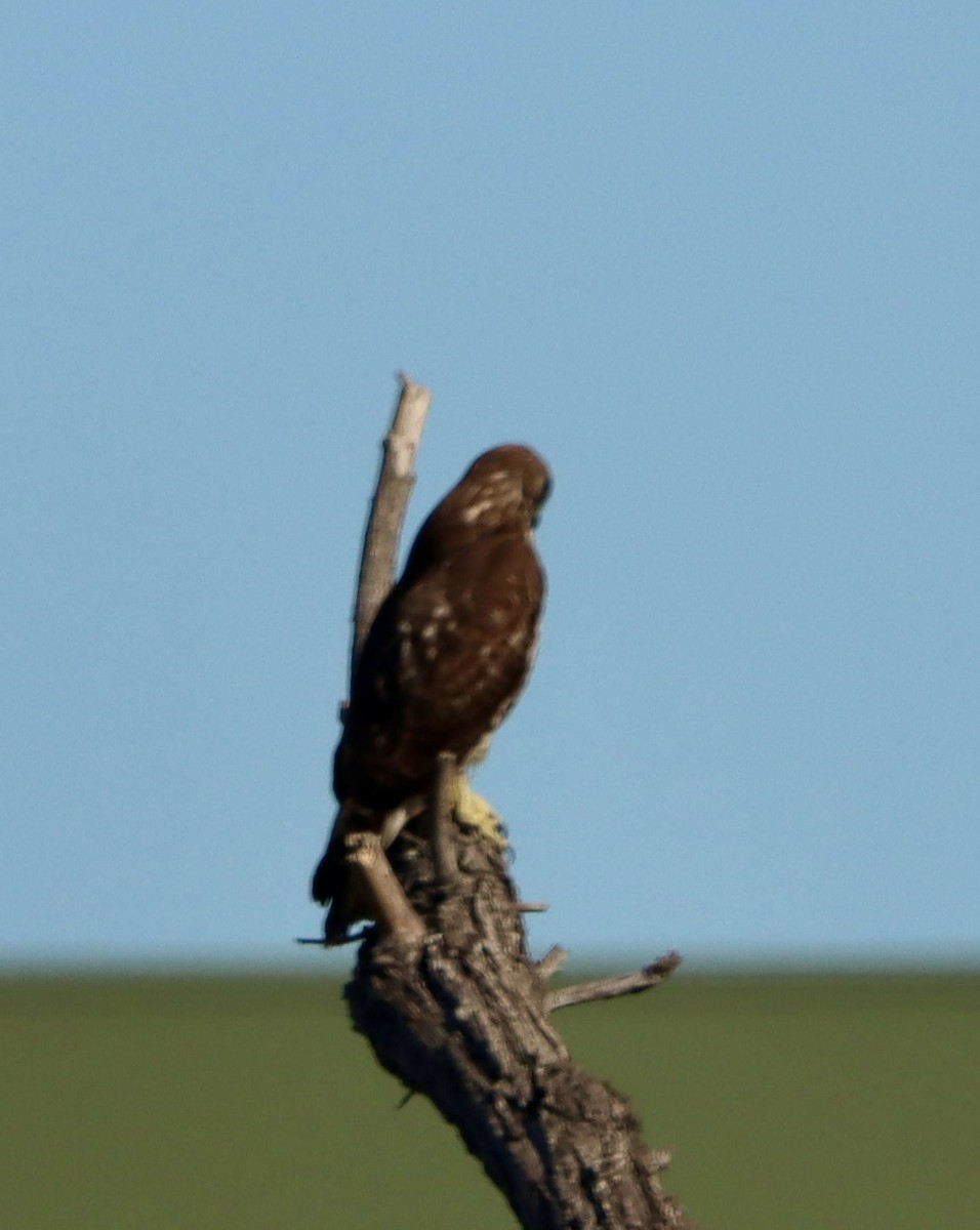 rødstjertvåk - ML646382962