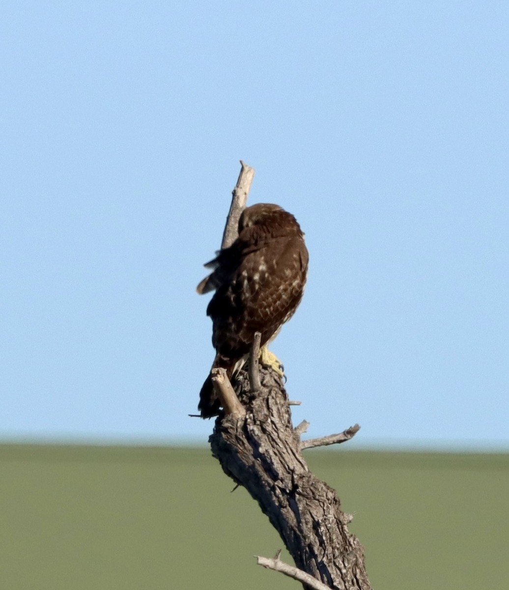 rødstjertvåk - ML646382963