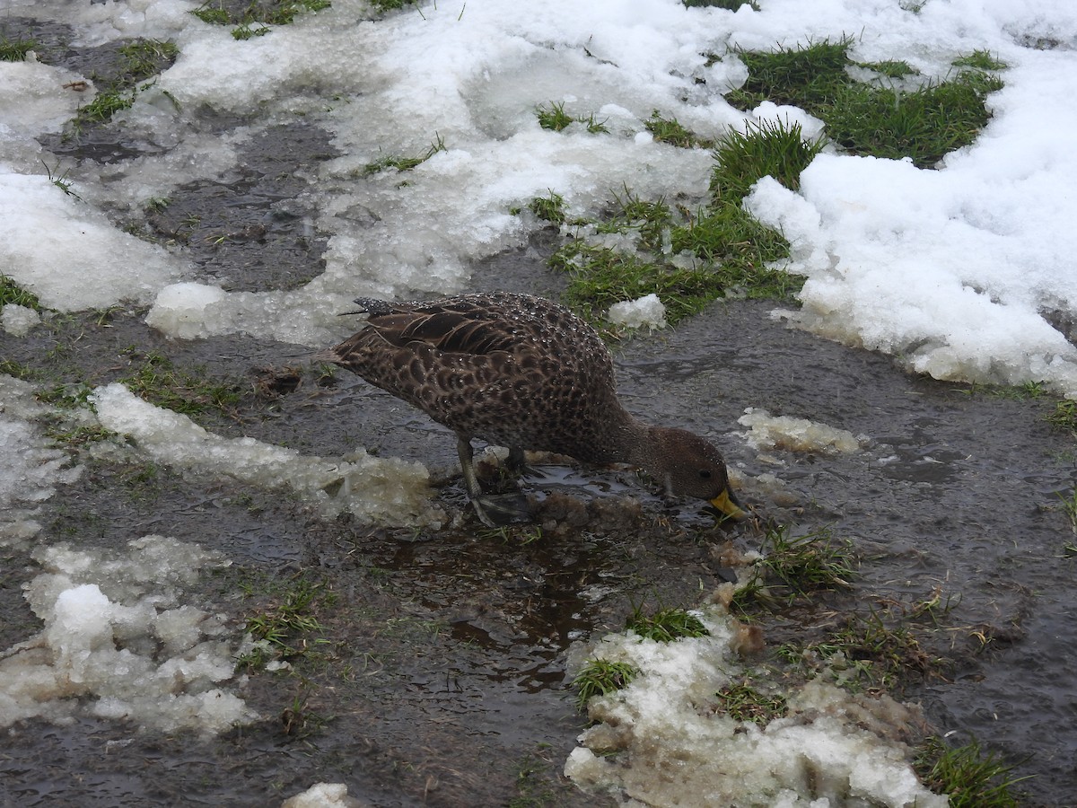 gulnebbstjertand (georgica) - ML646382964