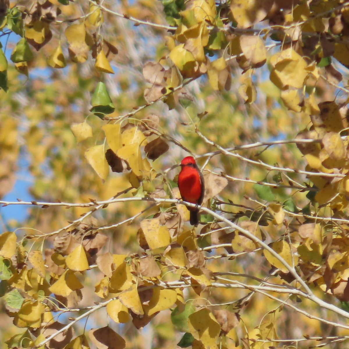 rubintyrann - ML646382965