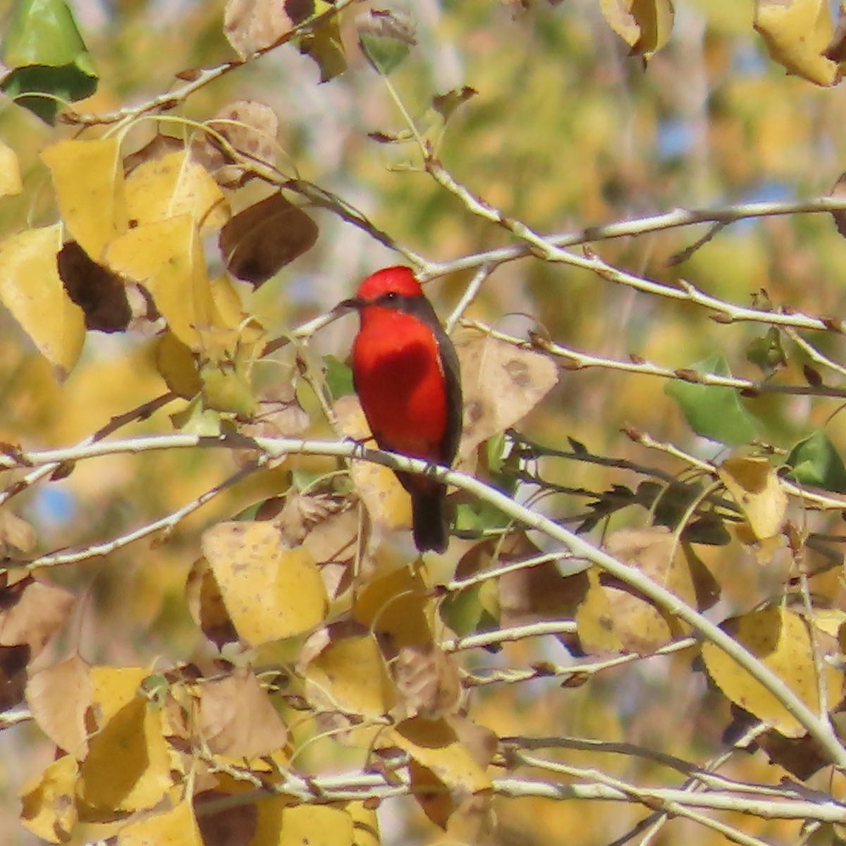 rubintyrann - ML646382966