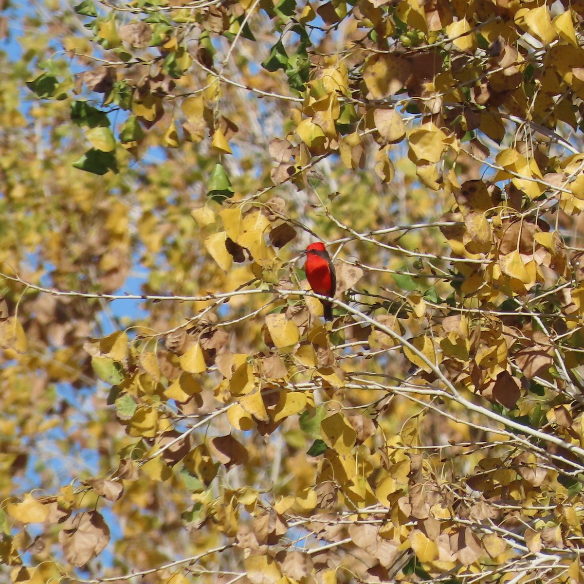 rubintyrann - ML646382967