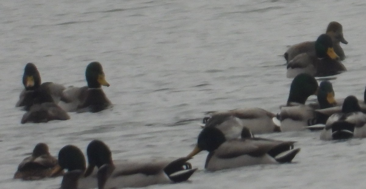 stokkand - ML646382968