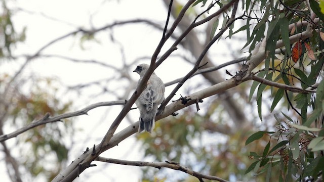 Black-faced Cuckooshrike - ML646382970