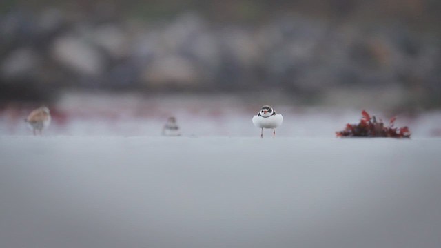 kulík kanadský - ML646382971