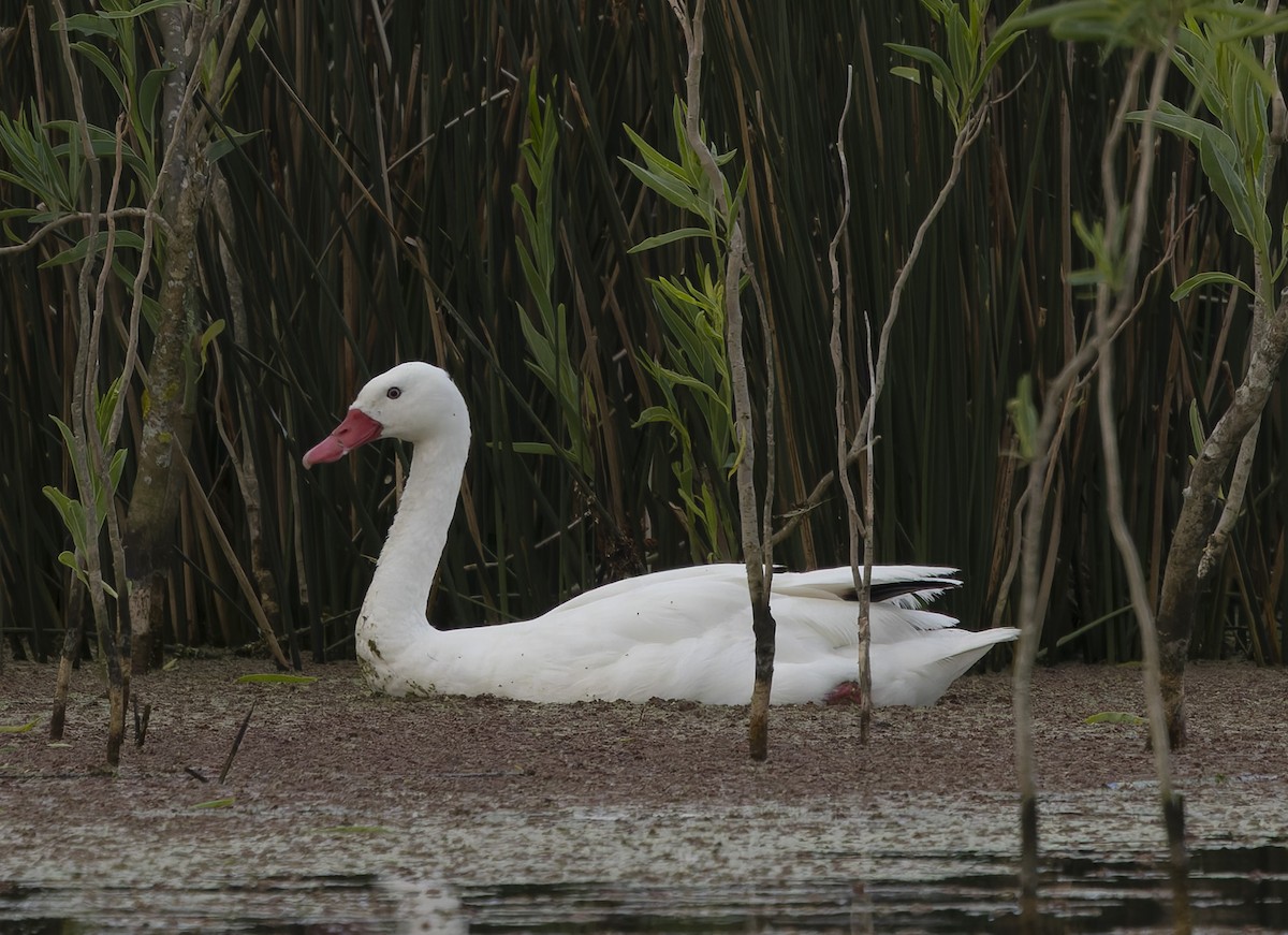 coscorobasvane - ML646382972