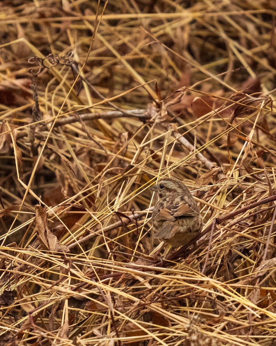 Song Sparrow - ML646382973