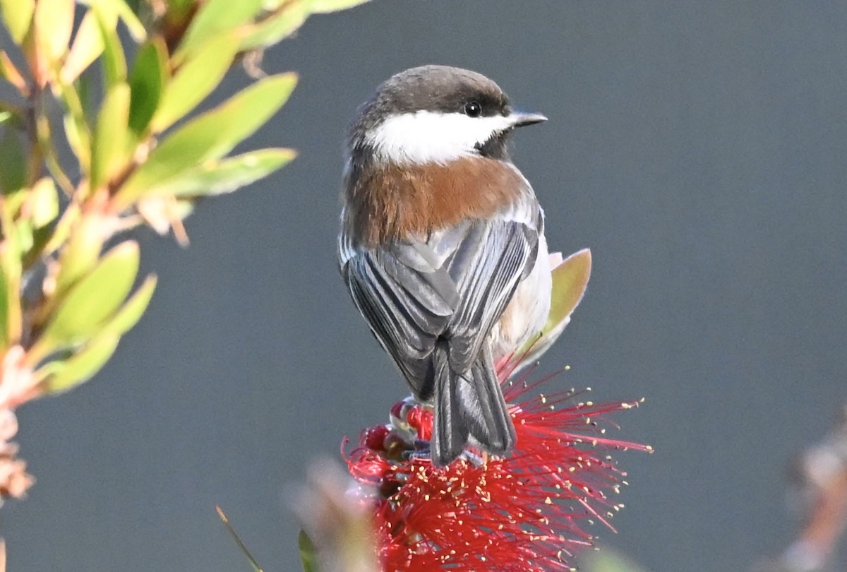 kastanjemeis - ML646382974