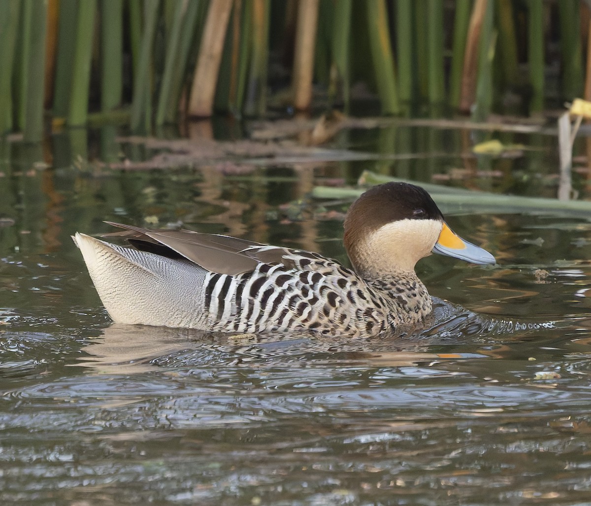 ギンイロシマアジ - ML646382975