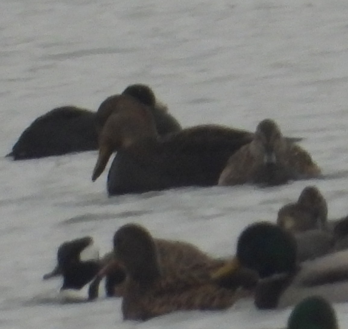 American Black Duck - ML646382976