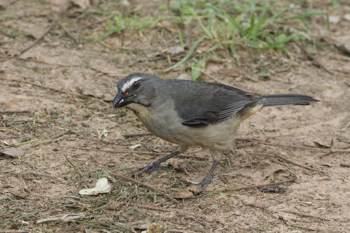 Bluish-gray Saltator - ML646382977