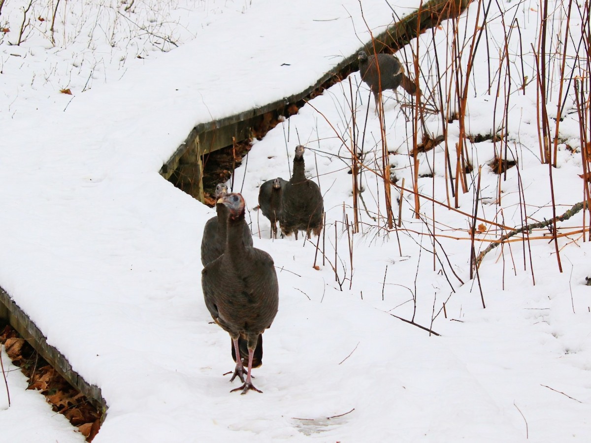 Wild Turkey - ML646382978