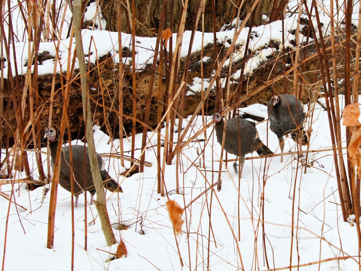 Wild Turkey - ML646382979