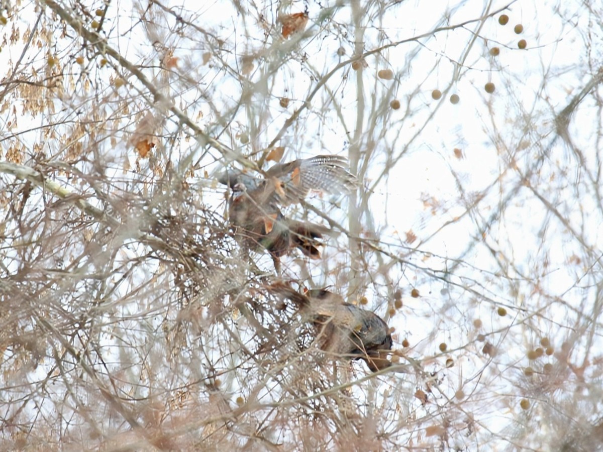 Wild Turkey - ML646382980