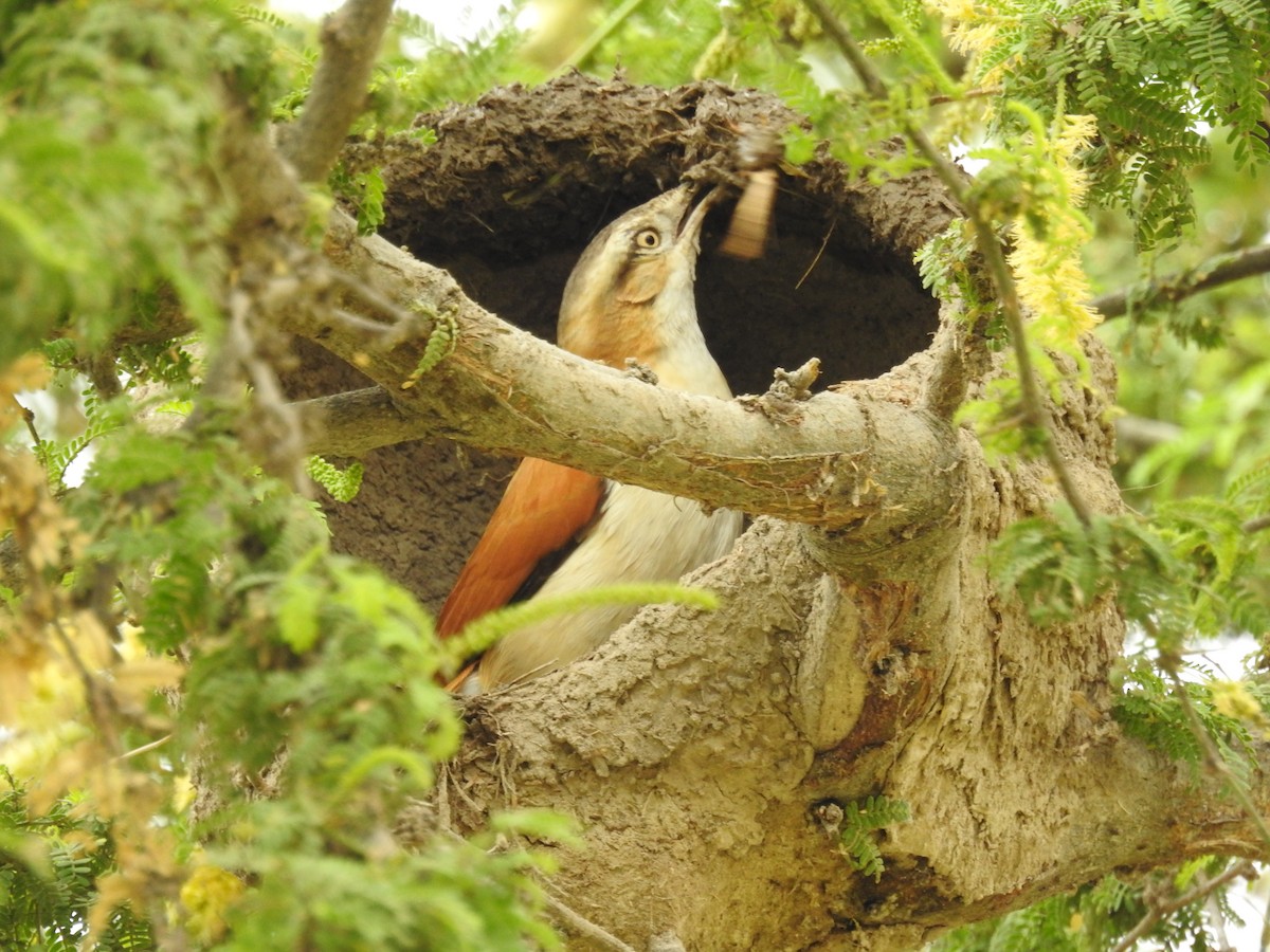 Pacific Hornero - ML646382981