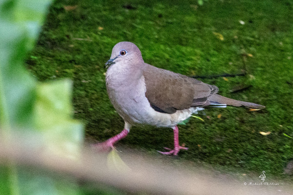White-tipped Dove - ML646382982