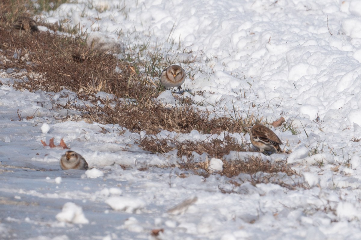 Snow Bunting - ML646382990