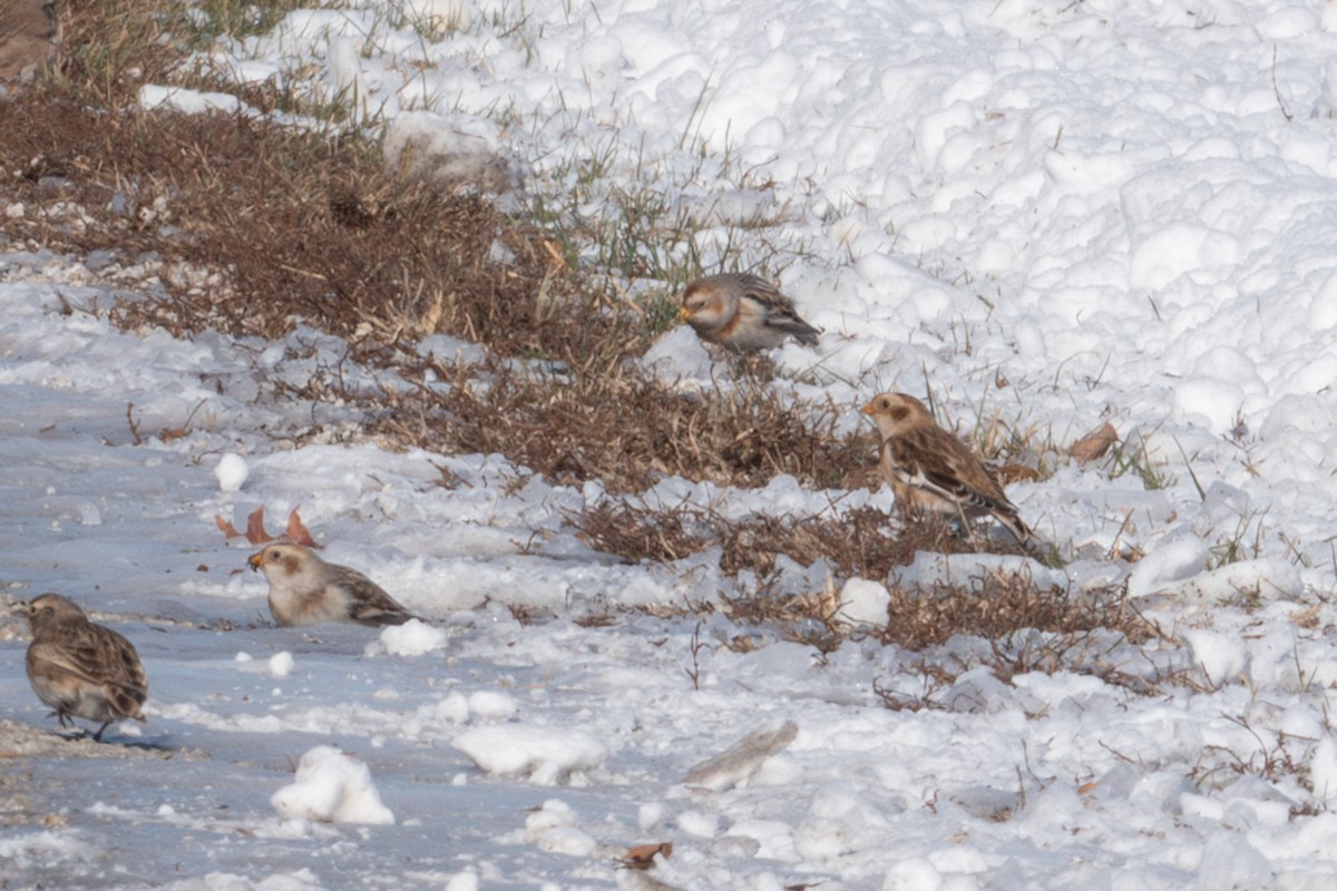 Snow Bunting - ML646382991